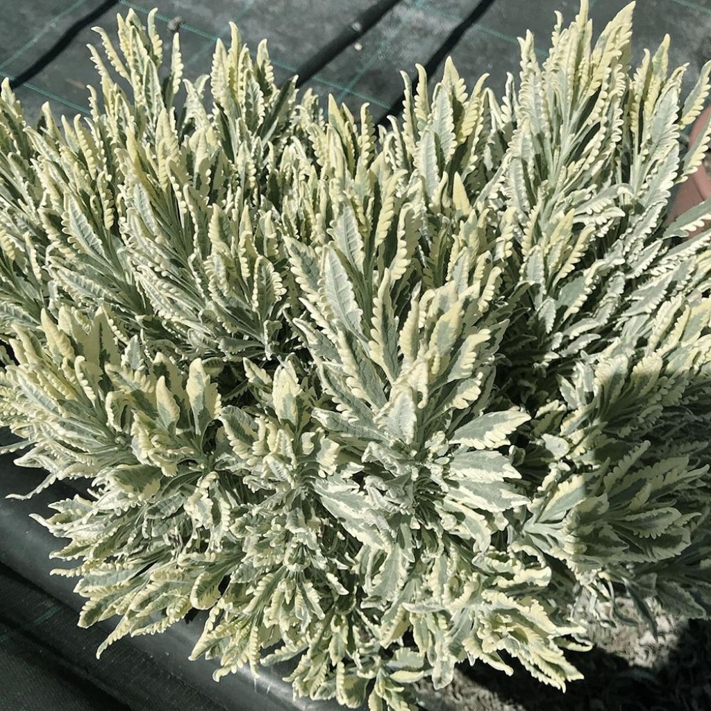 Lavandula allardii Meerlo - Bonte zoete tandlavendel