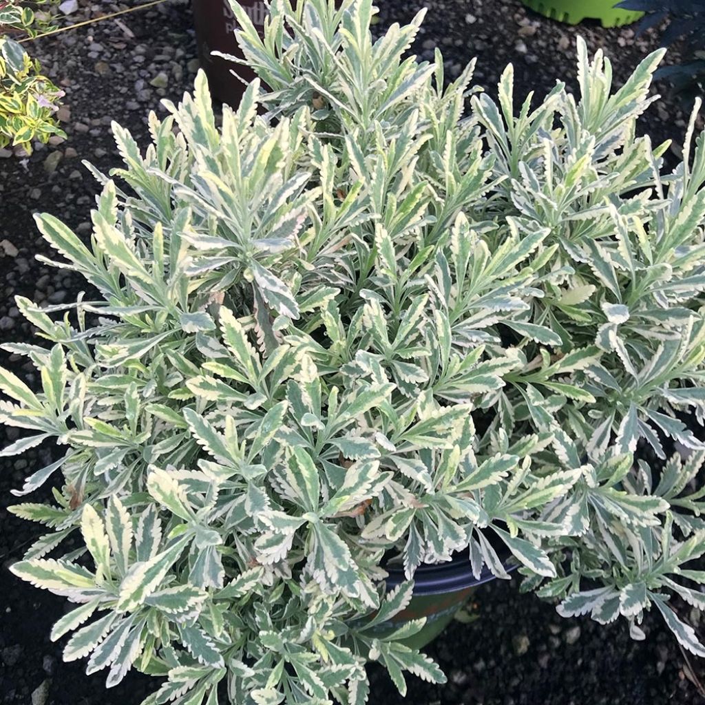 Lavandula allardii Meerlo - Bonte zoete tandlavendel