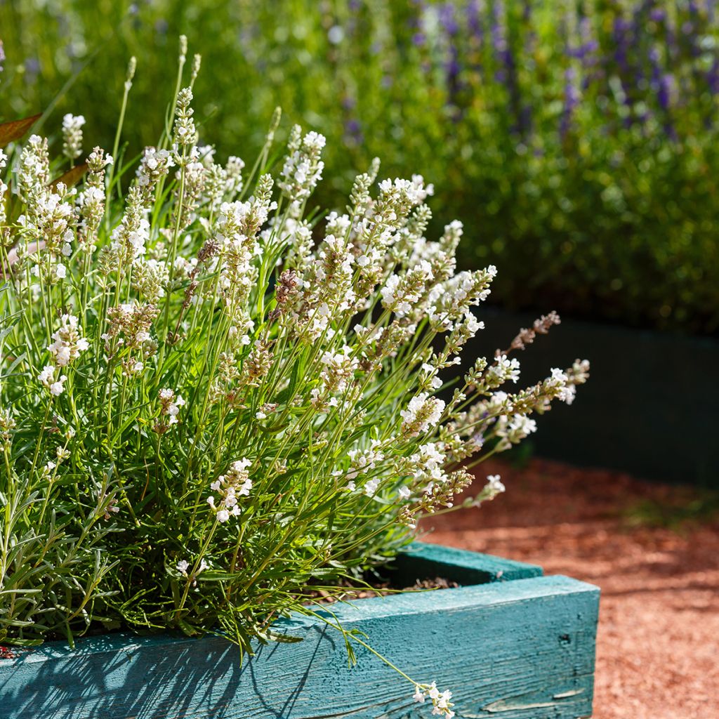 Lavandula angustifolia Hidcote White - Echte lavendel