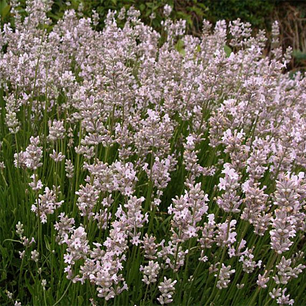Lavandula angustifolia Rosea - Echte lavendel