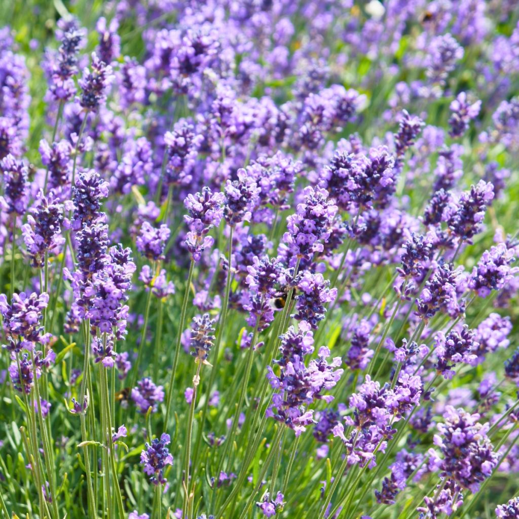 Lavandula angustifolia Hidcote - Echte lavendel