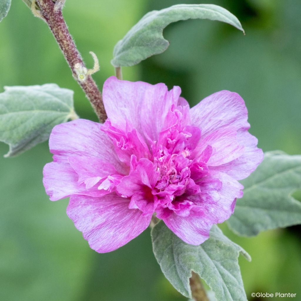 Lavatera Princess Pink - Struikmalva