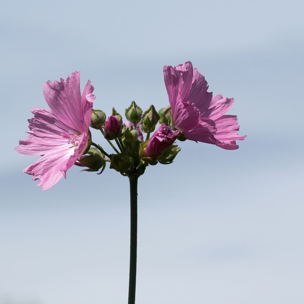 Lavatera olbia Rosea - Struikmalva