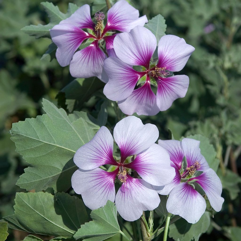 Lavatera maritima Bicolor - Struikmalva