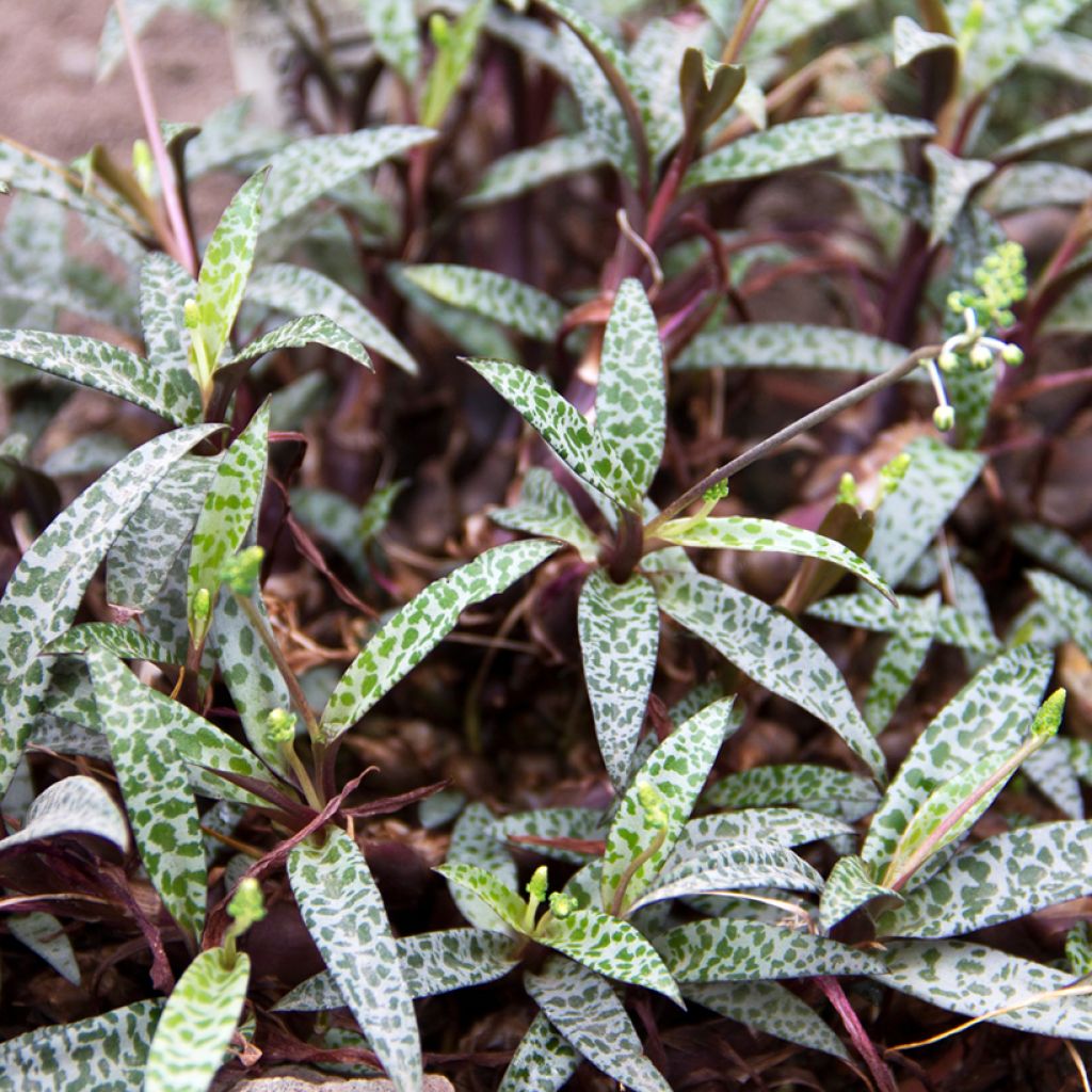 Ledebouria socialis - Zilverkruid