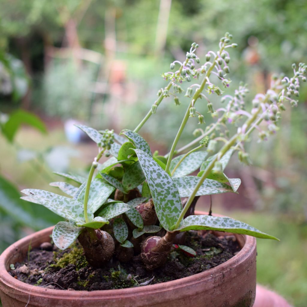 Ledebouria socialis - Zilverkruid