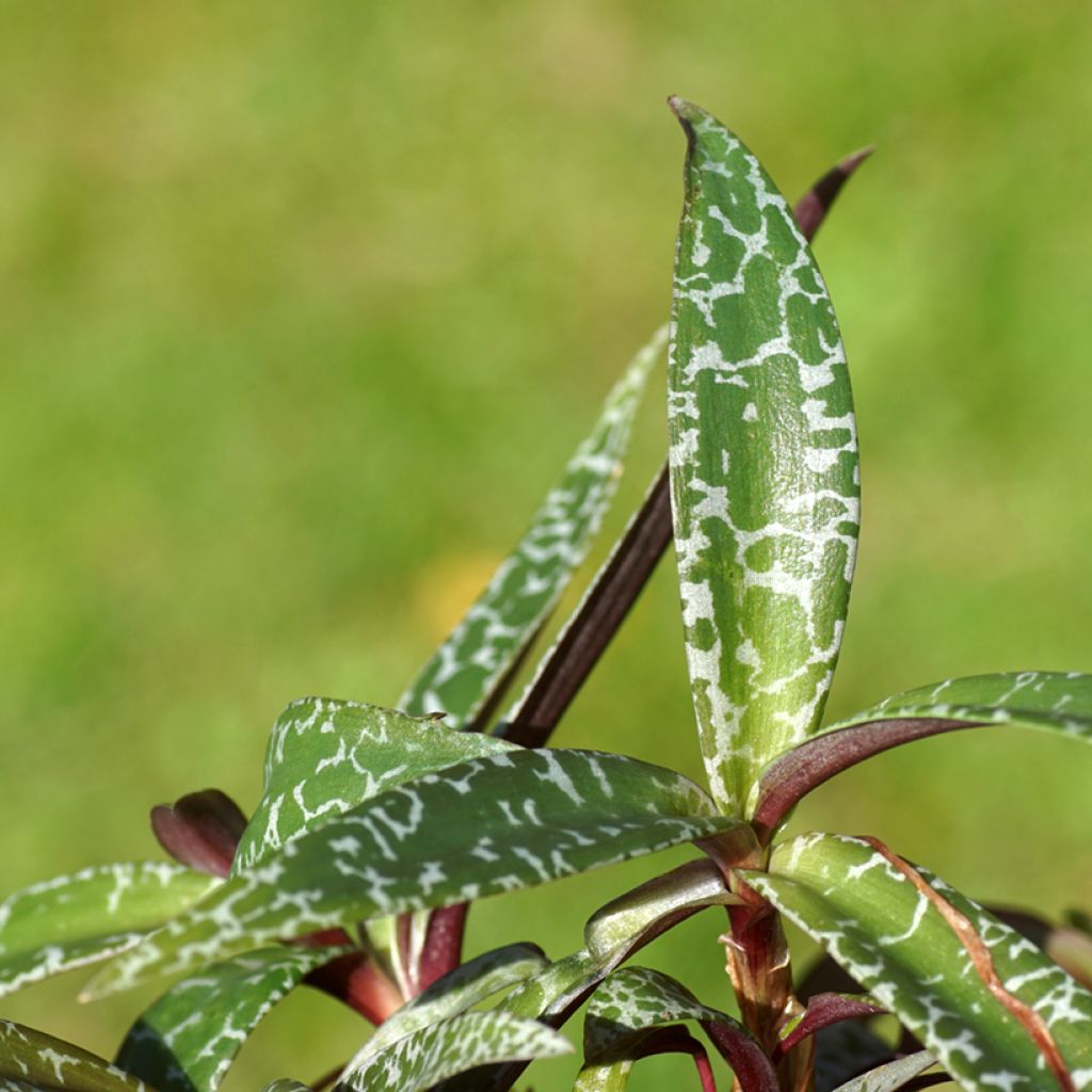 Ledebouria socialis - Zilverkruid