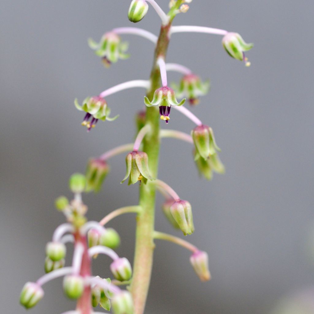 Ledebouria socialis - Zilverkruid