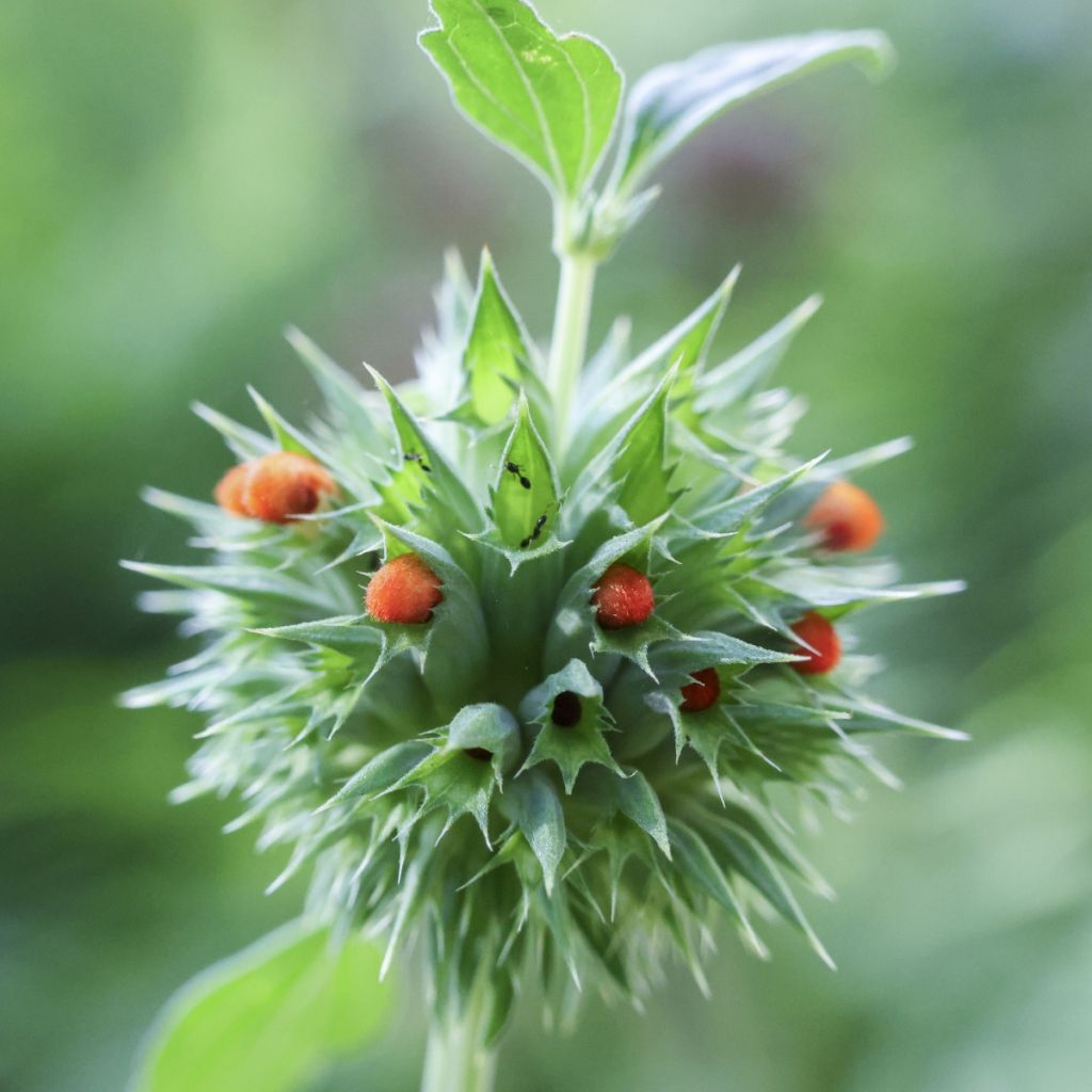 Leonotis nepetifolia (zaad) - Leeuwenoor