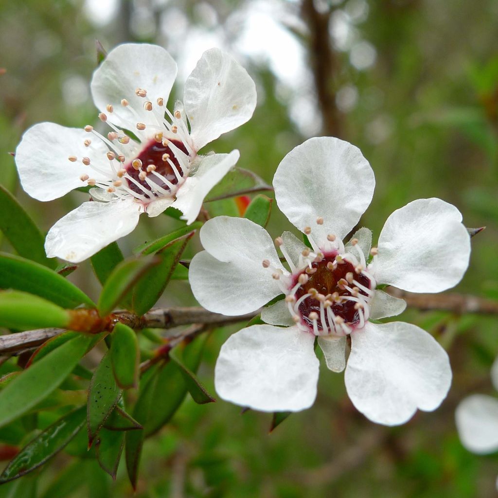 Leptospermum scoparium Wit - Manuka