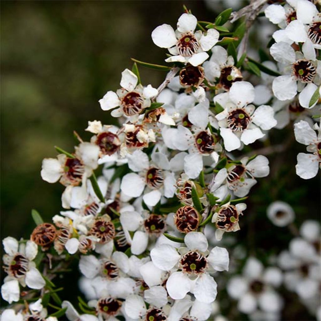Leptospermum scoparium Wit - Manuka