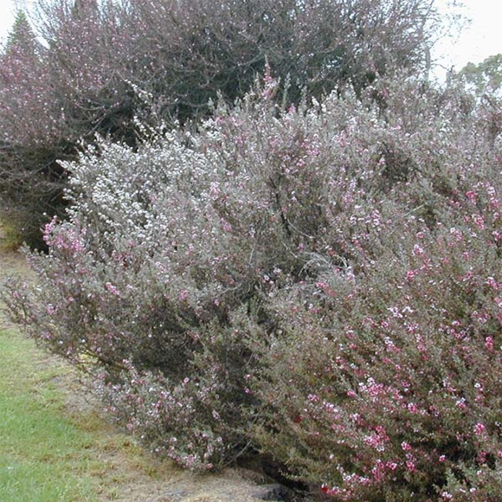 Leptospermum scoparium Wit - Manuka