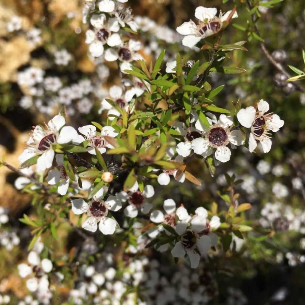 Leptospermum scoparium Wit - Manuka