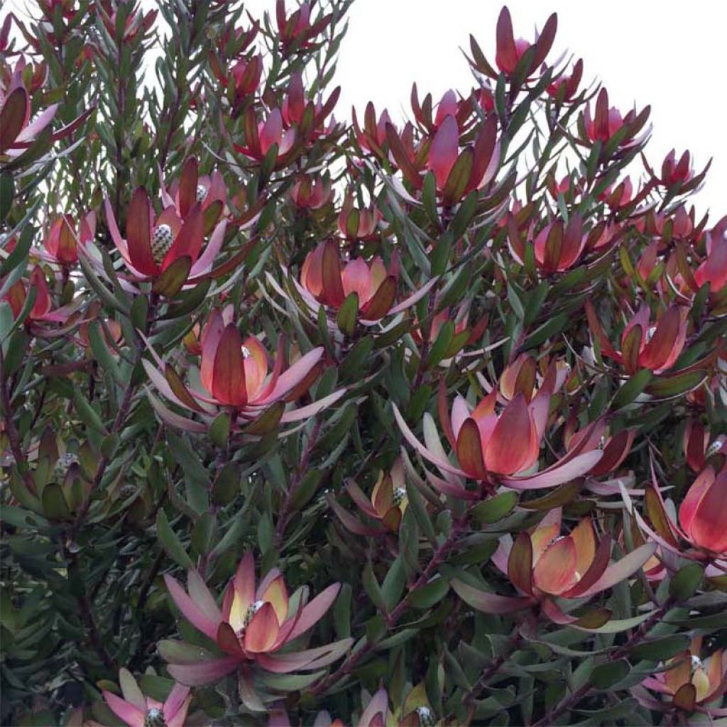 Leucadendron Safari Sunset - Kaaps groen