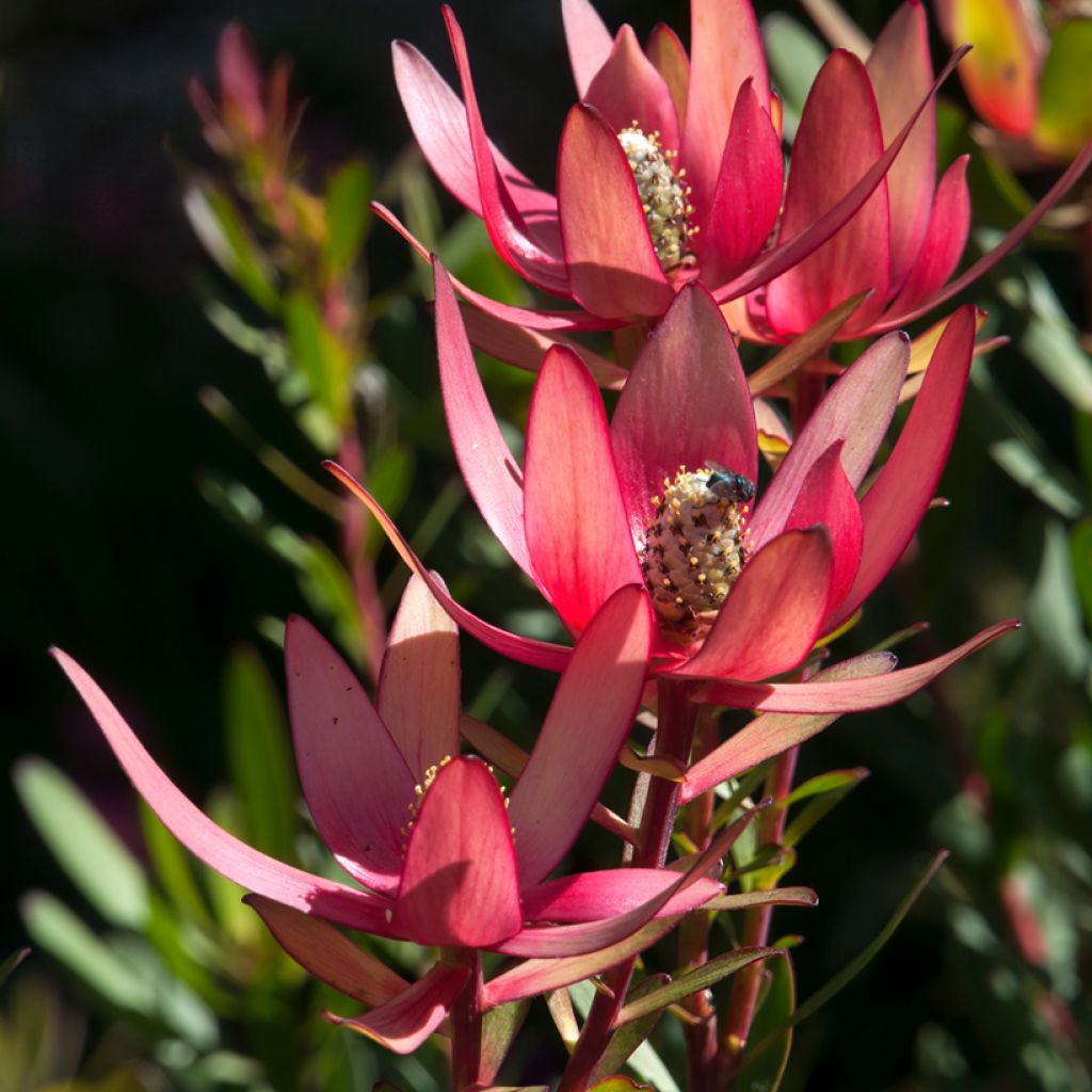 Leucadendron Safari Sunset - Kaaps groen