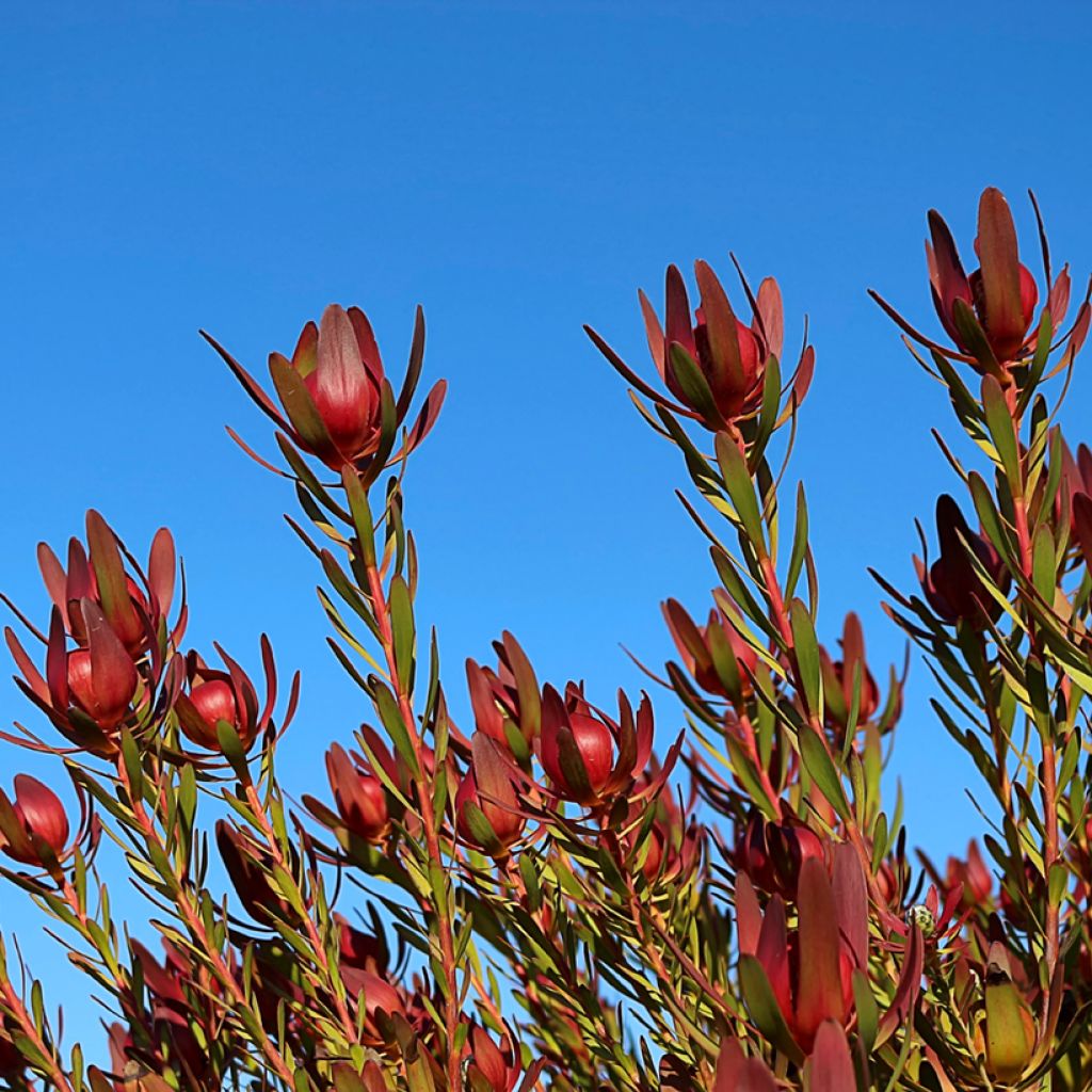 Leucadendron Safari Sunset - Kaaps groen