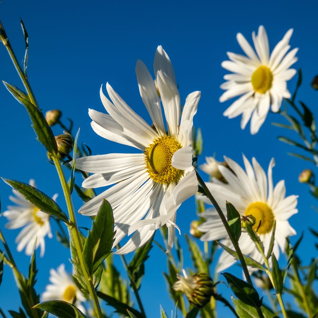 Leucanthemella serotina - Herfstmargriet
