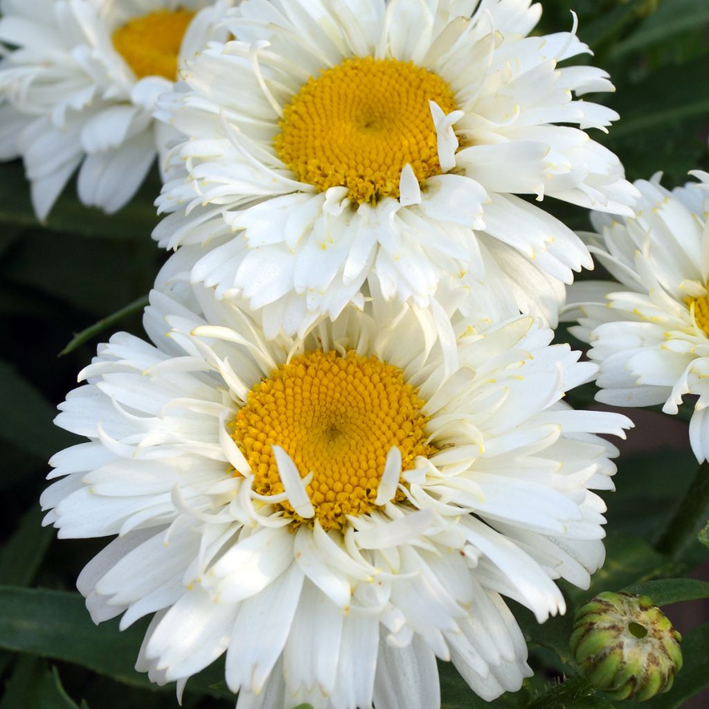 Leucanthemum superbum Freak - Margriet