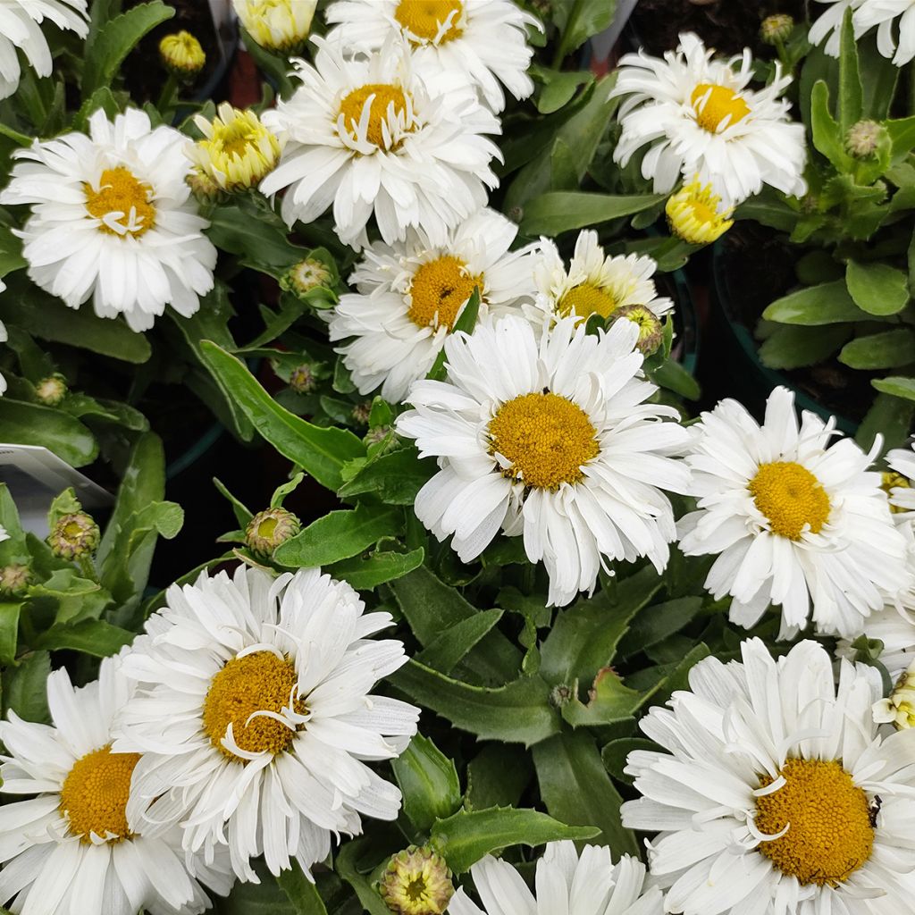 Leucanthemum superbum Freak - Margriet