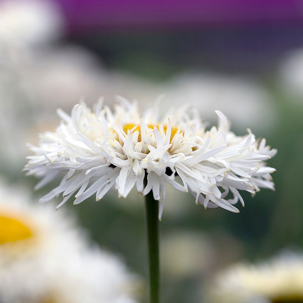 Leucanthemum superbum Real Galaxy - Tuinmargriet