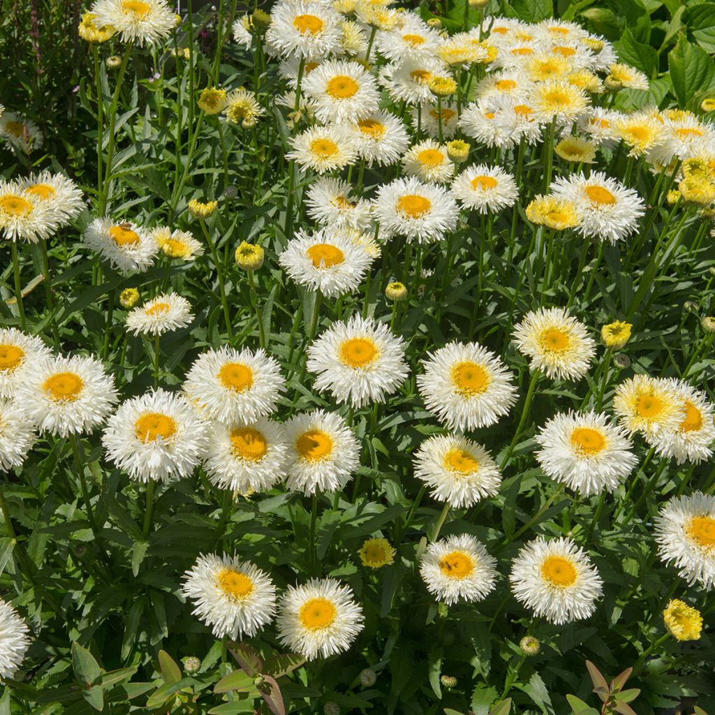Leucanthemum superbum Real Galaxy - Tuinmargriet