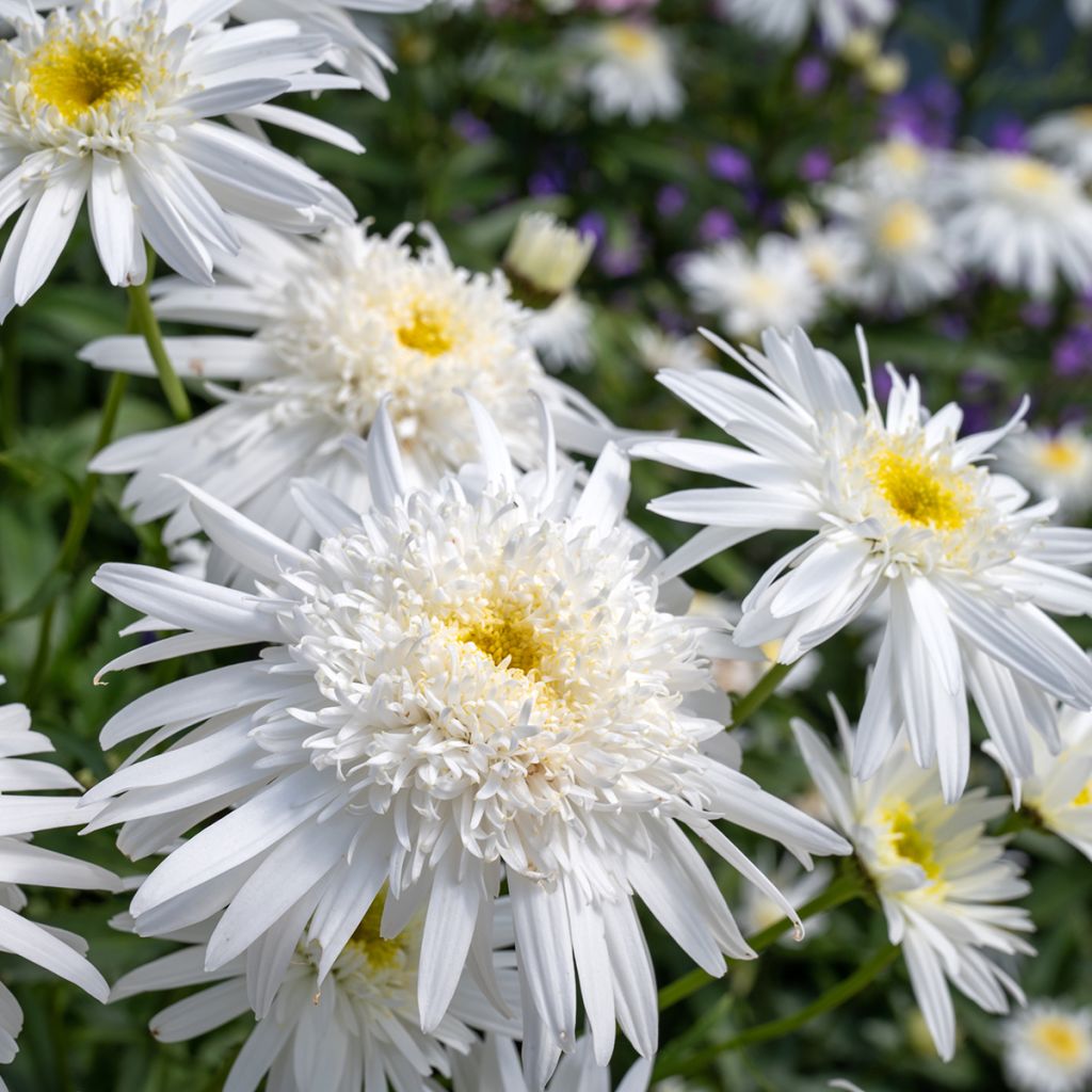 Leucanthemum superbum Wirral Supreme - Margriet