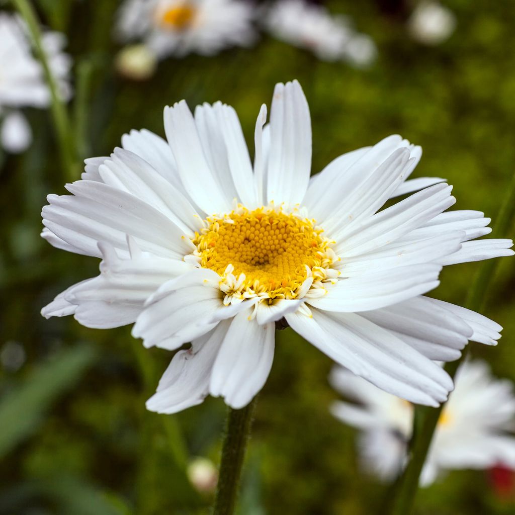 Leucanthemum superbum Wirral Supreme - Margriet