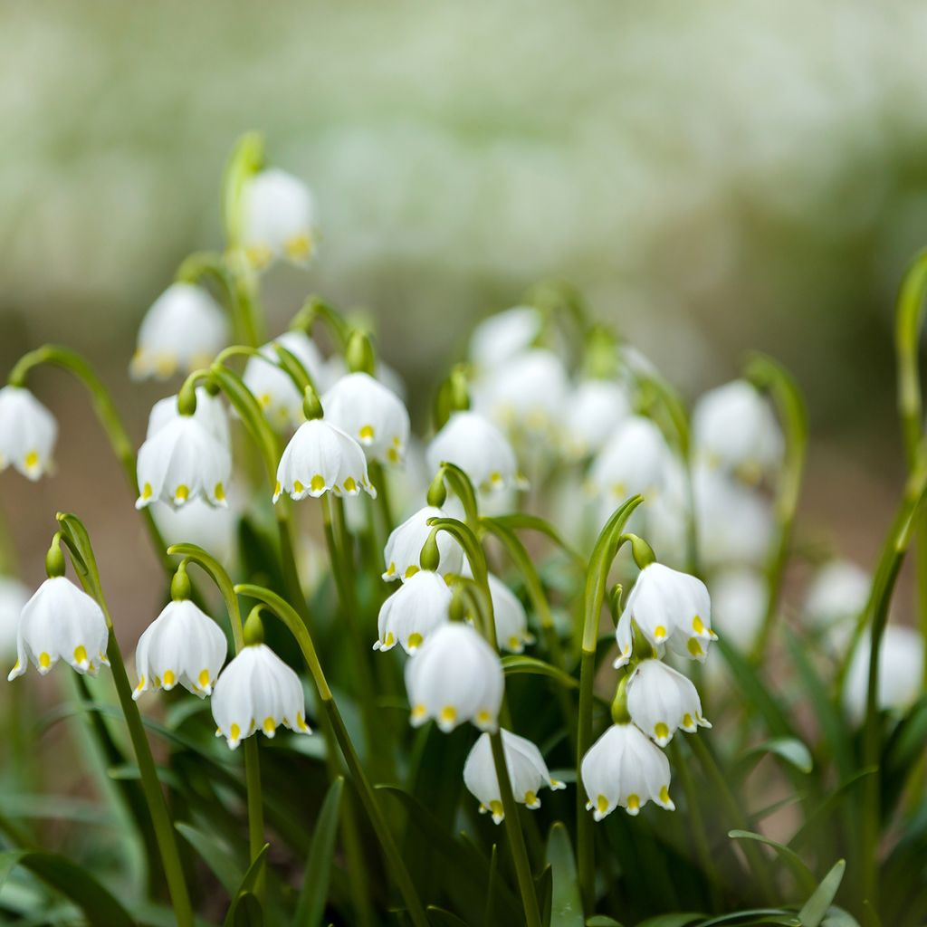Leucojum aestivum Bridesmaid - Zomerklokje