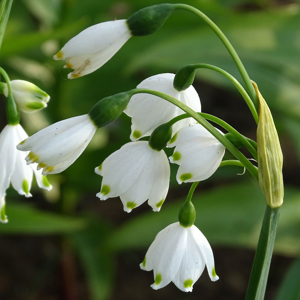Leucojum aestivum - Zomerklokje