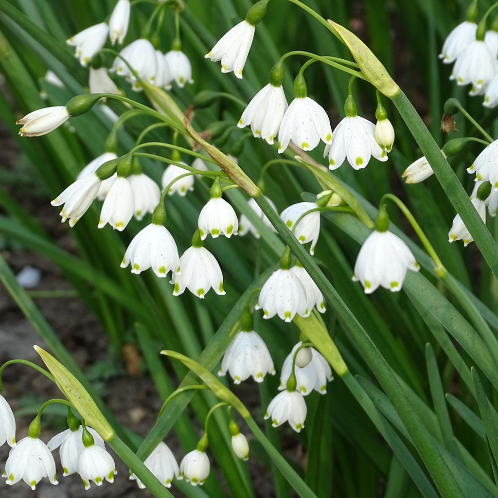 Leucojum aestivum - Zomerklokje