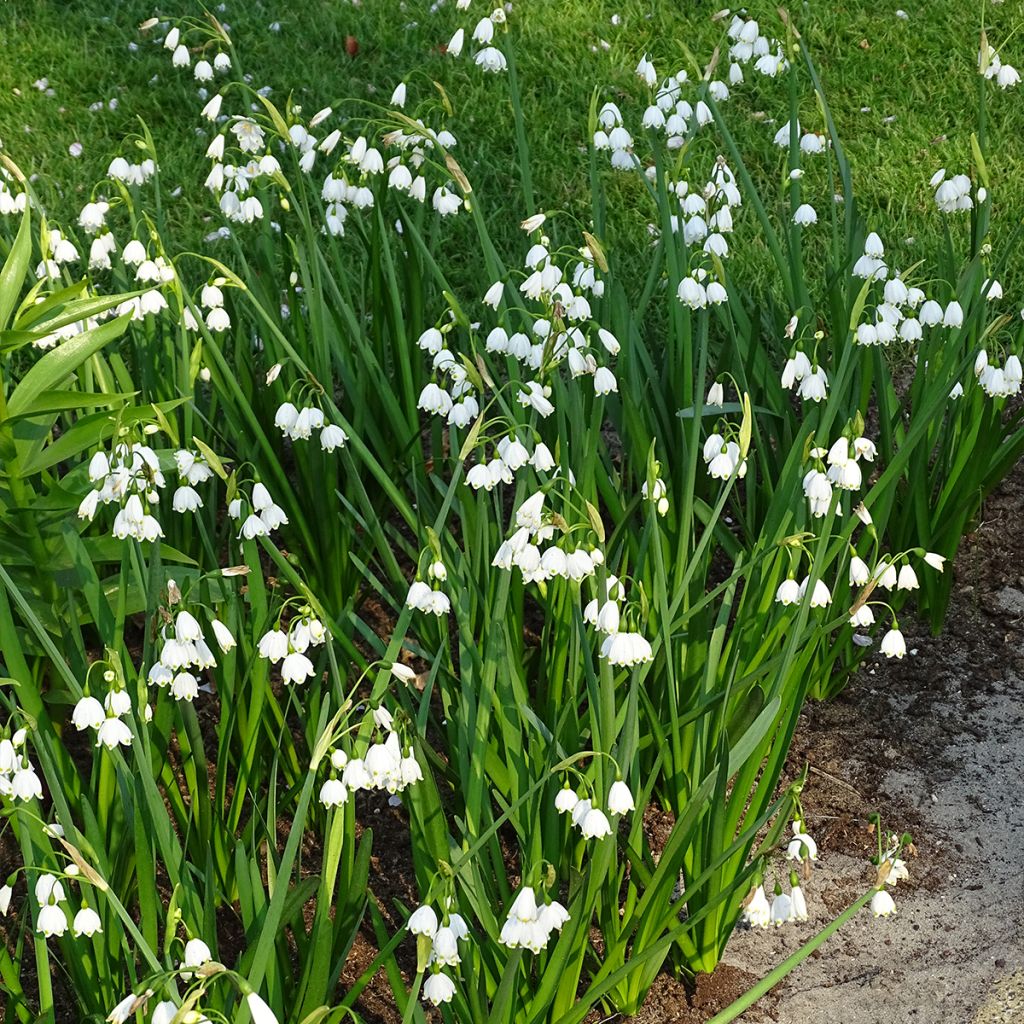 Leucojum aestivum - Zomerklokje