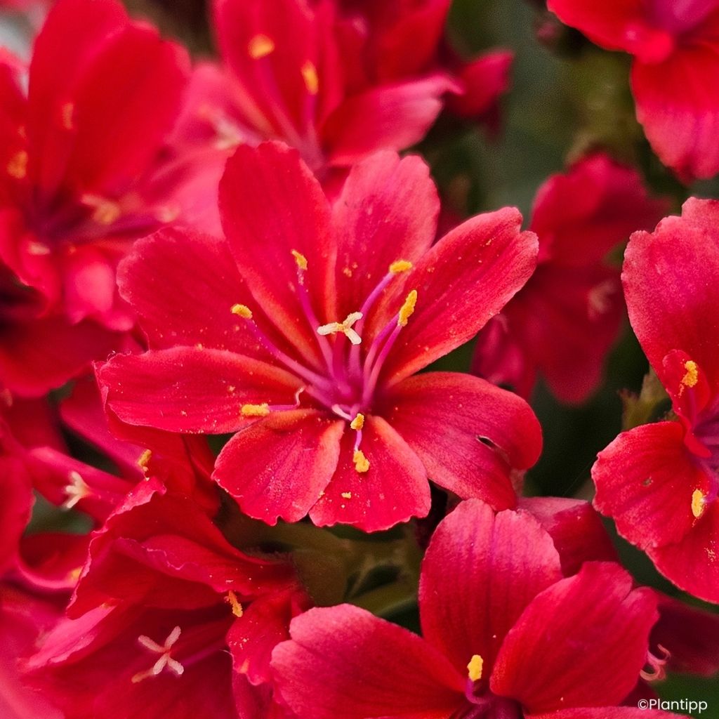 Lewisia Sunset Glow