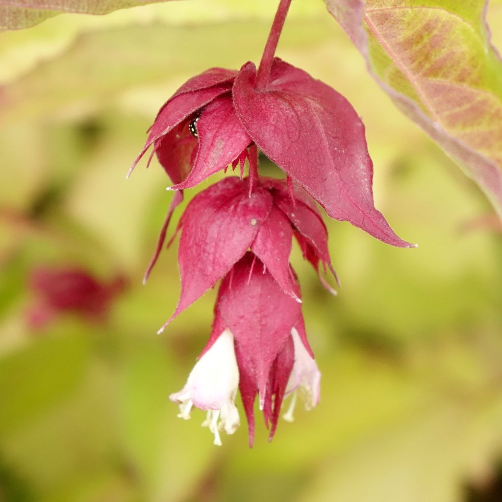 Leycesteria formosa Golden Lanterns - Fazantenbes