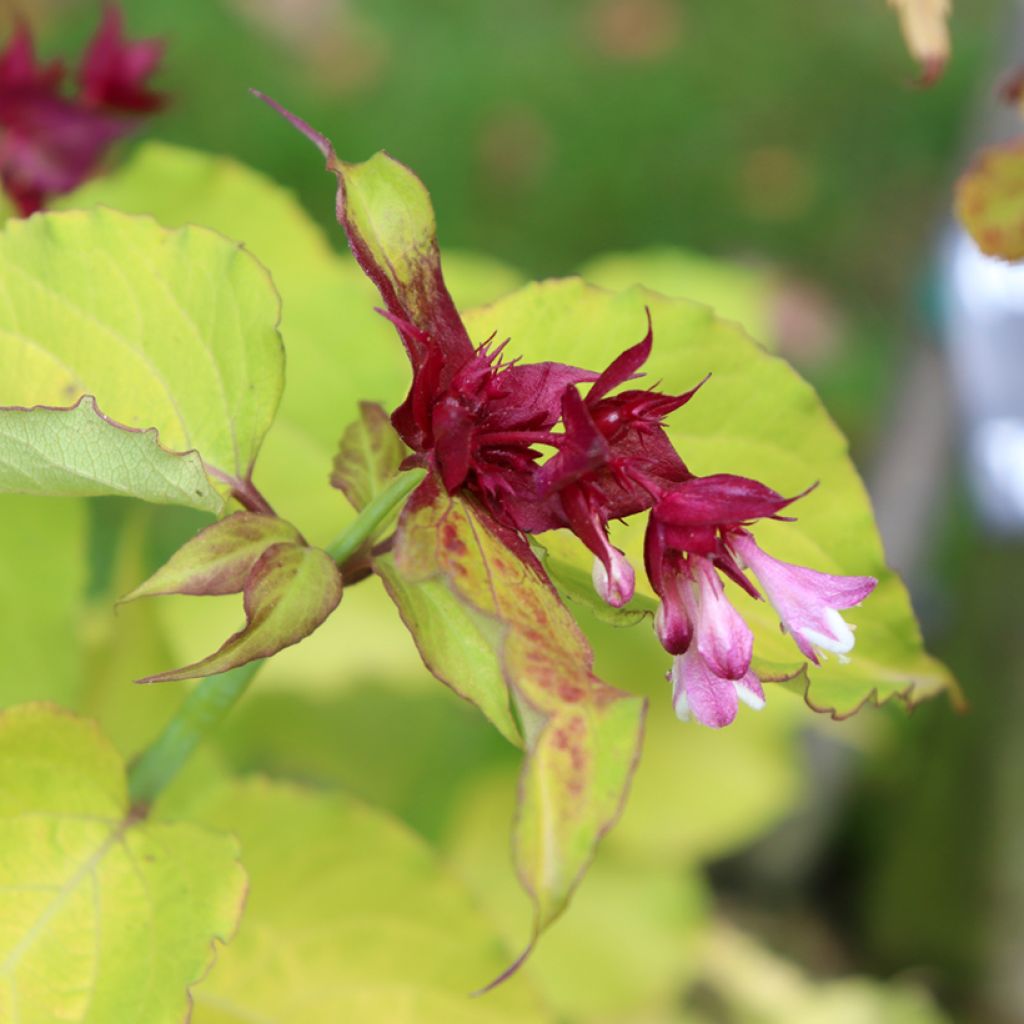 Leycesteria formosa Golden Lanterns - Fazantenbes