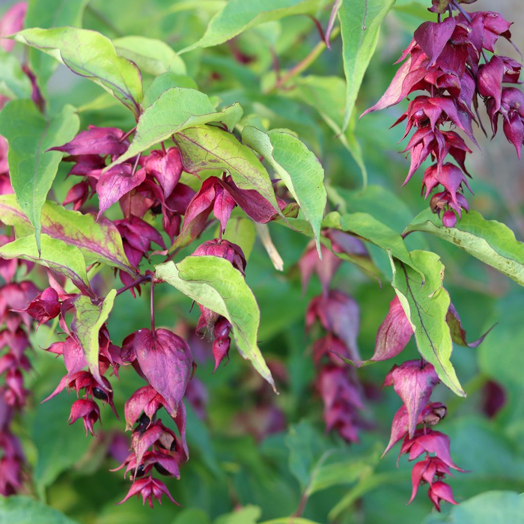 Leycesteria formosa (zaad) - Fazantenbes