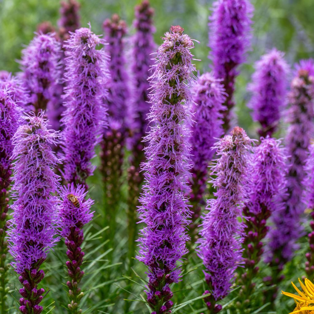 Liatris pycnostachya - Prachtschaarde