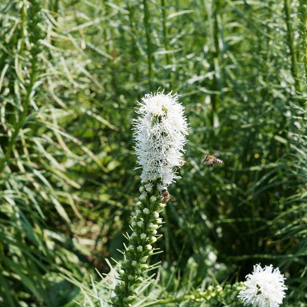 Liatris spicata Floristan White - Knopige slangenwortel