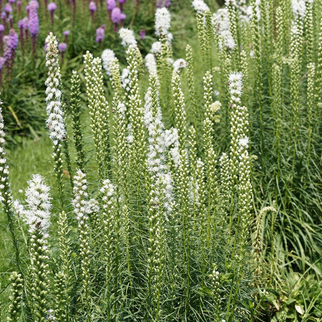 Liatris spicata Floristan White - Knopige slangenwortel