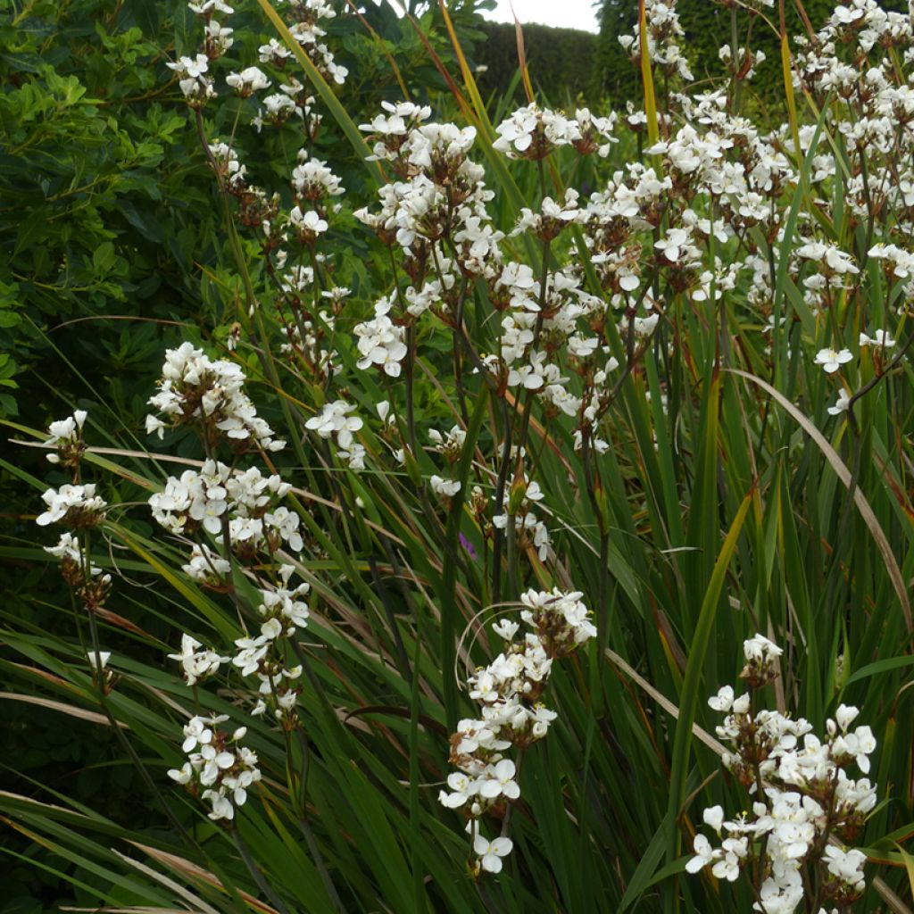 Libertia formosa - Chileense iris