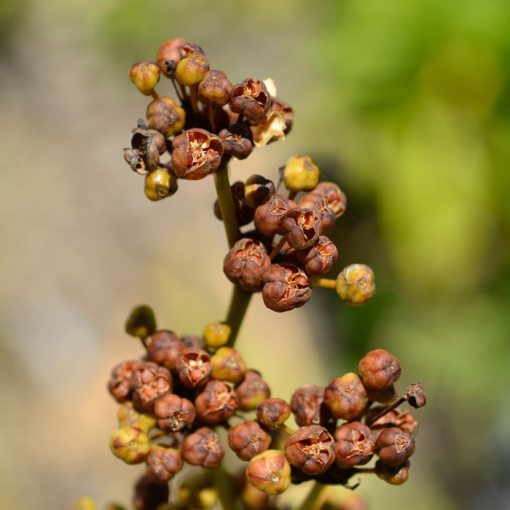 Libertia grandiflora - Nieuw-Zeelandse iris