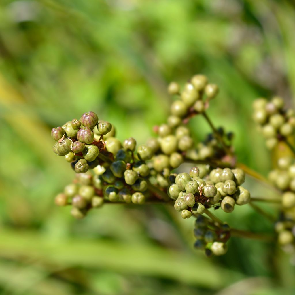 Libertia grandiflora - Nieuw-Zeelandse iris