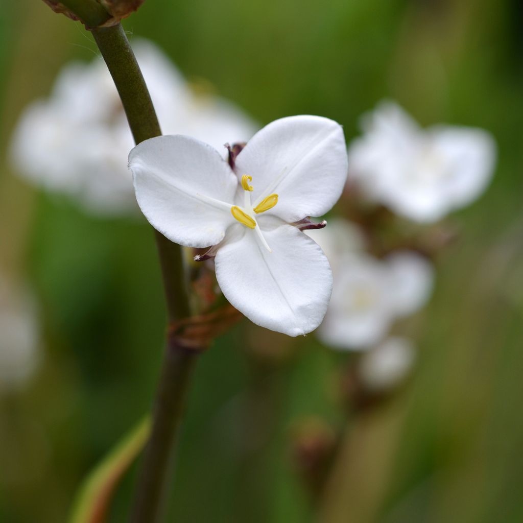 Libertia grandiflora - Nieuw-Zeelandse iris