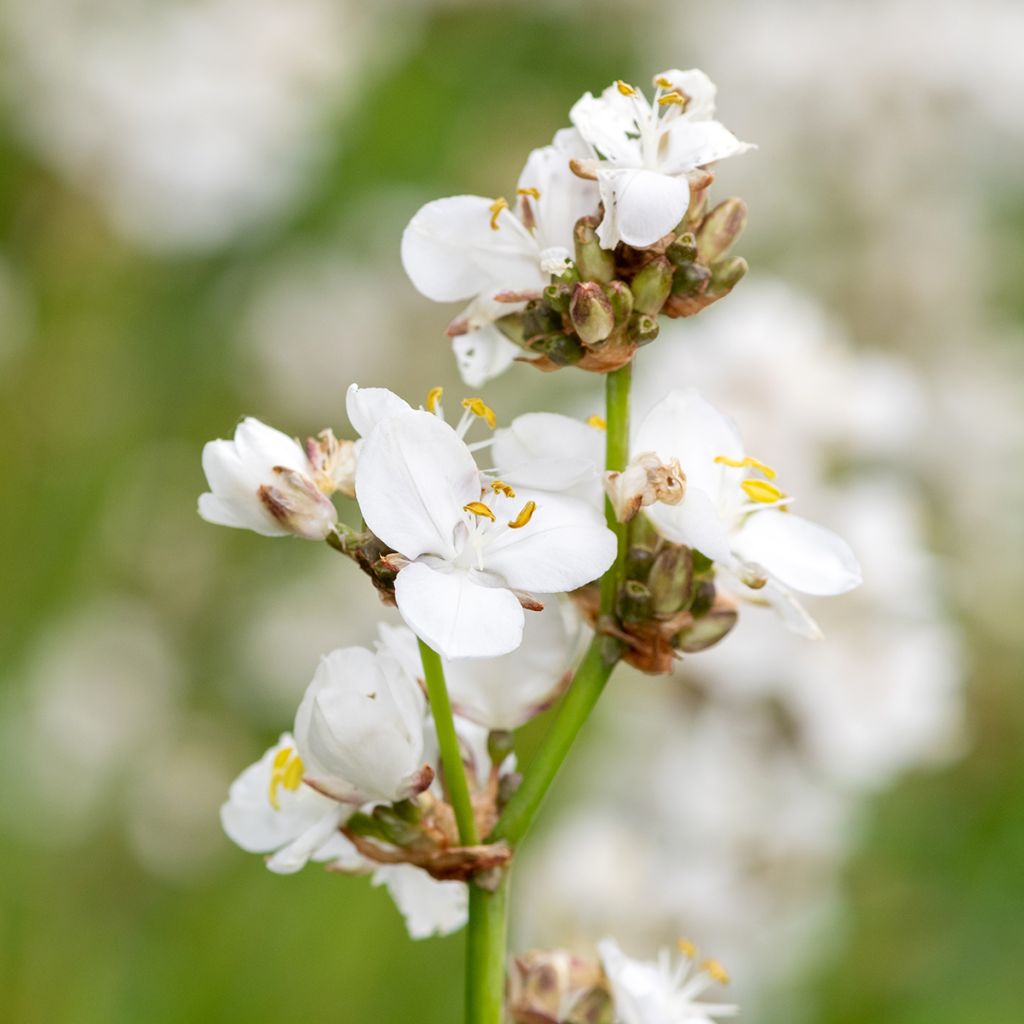 Libertia grandiflora - Nieuw-Zeelandse iris