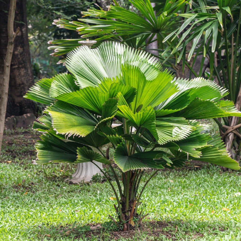 Licuala grandis - Waaierpalm