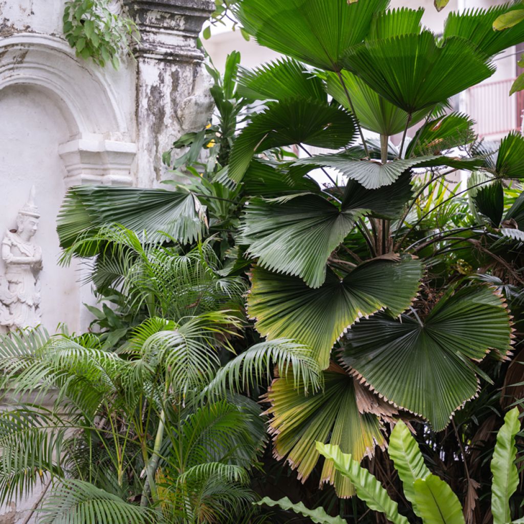 Licuala grandis - Waaierpalm