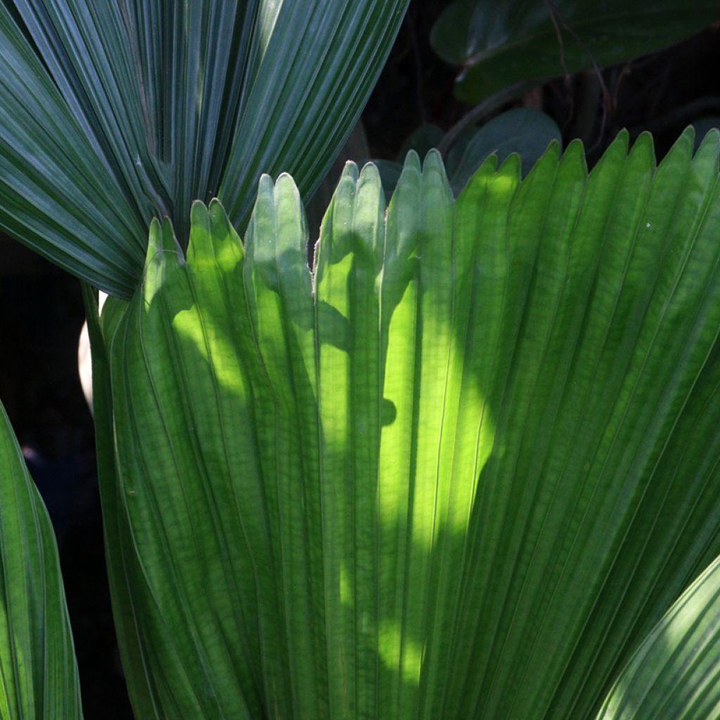 Licuala grandis - Waaierpalm