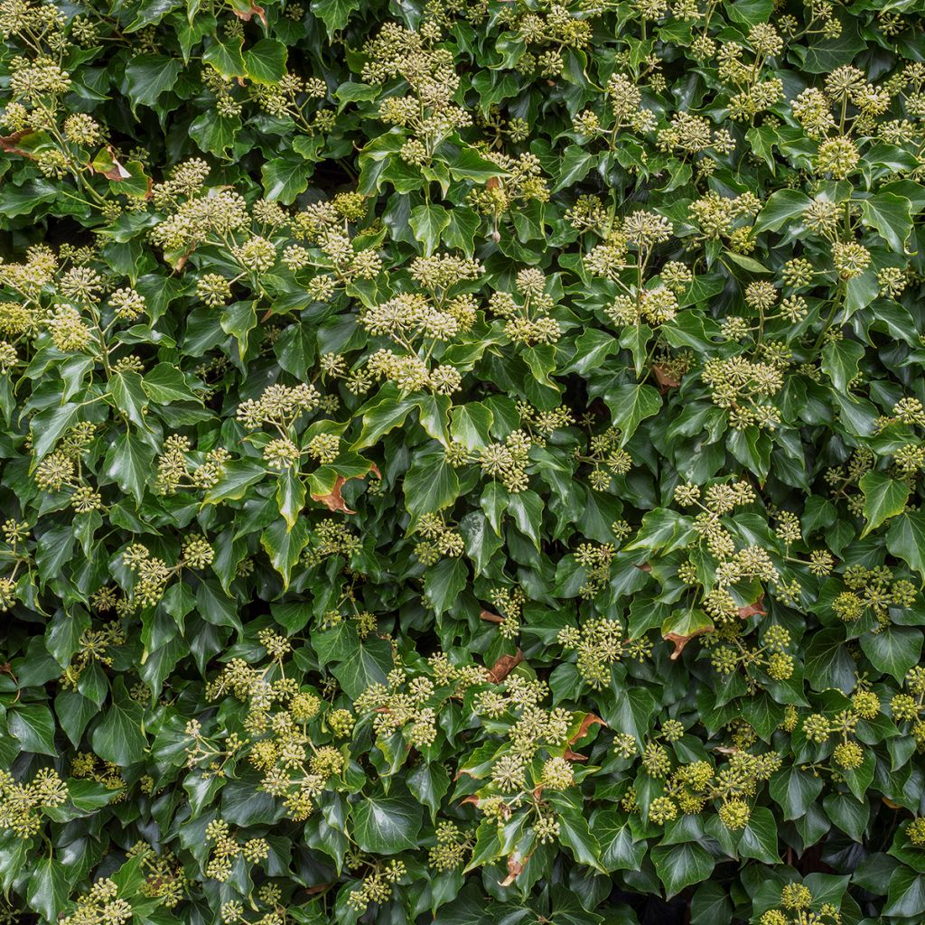 Hedera Arborescens - Klimop