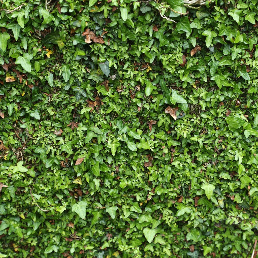 Hedera hibernica Spetchley - Ierse klimop