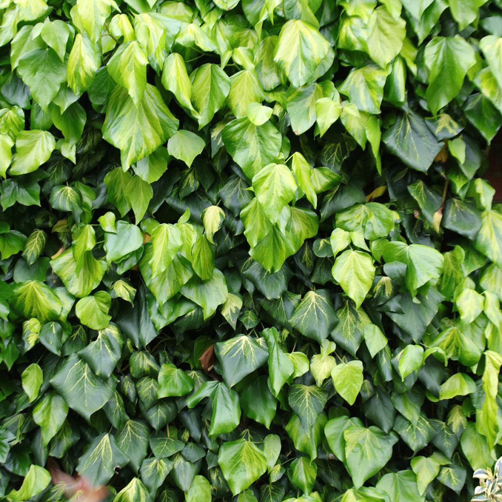 Hedera colchica Sulphur Heart - Colchische klimop