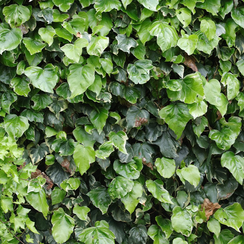 Hedera algeriensis Gloire de Marengo - Algerijnse klimop